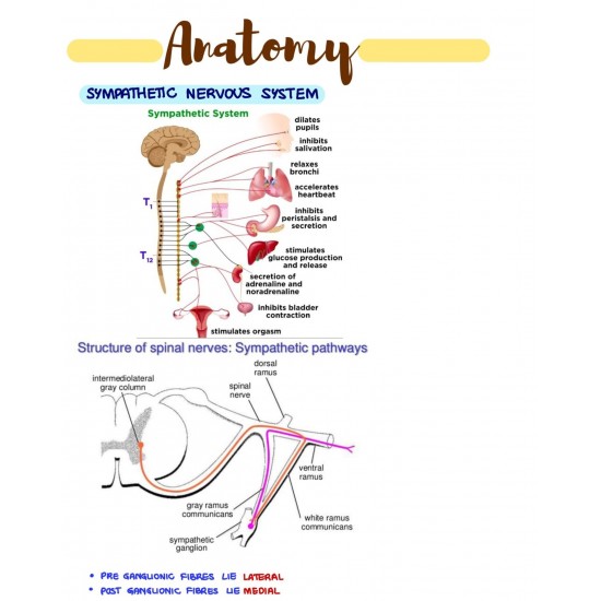 Rapid Revision Notes 2020 for AIIMS Exam by Damsss