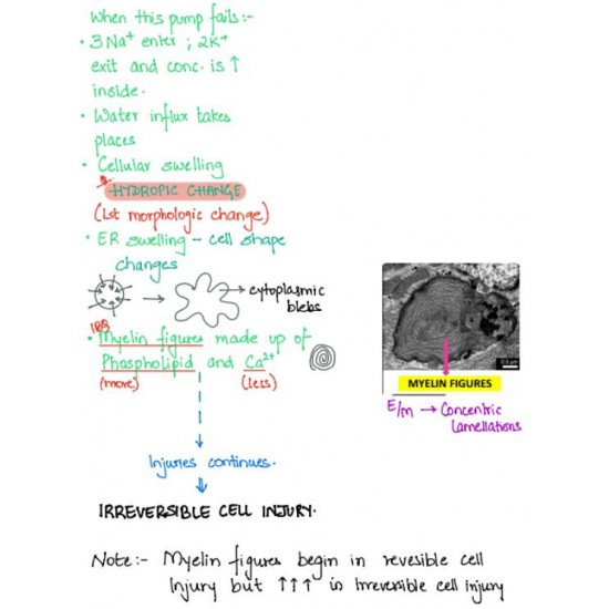 Pathology Color Handwritten Notes 2021 for FMGE by Dr. P Sharma 